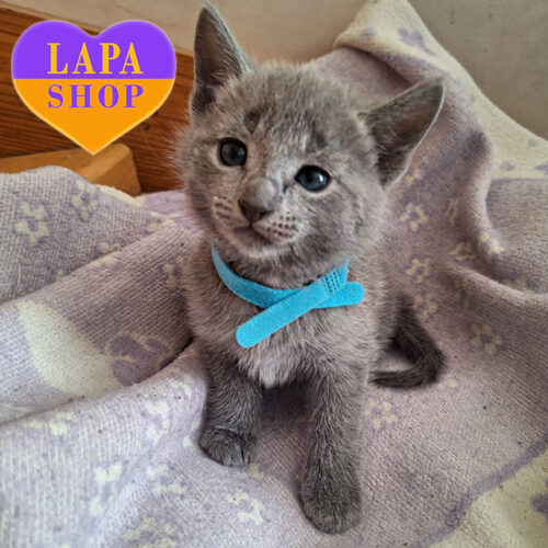 Красивый русский голубой котик ждет своей семьи