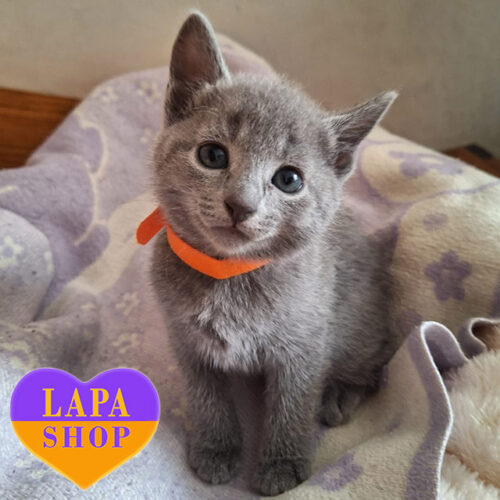 Величественная русская голубая кошечка голубого окраса