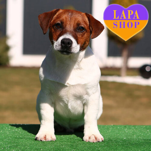 Sabit — Charming White and Red Jack Russell Terrier Gentleman