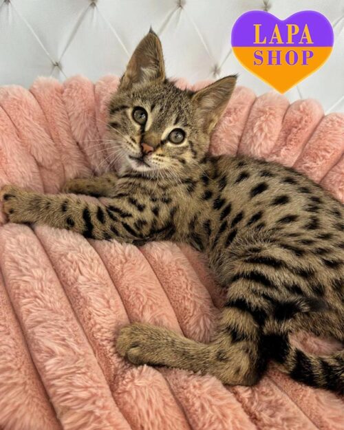Пятнистый красавчик породы саванна F2 Leo