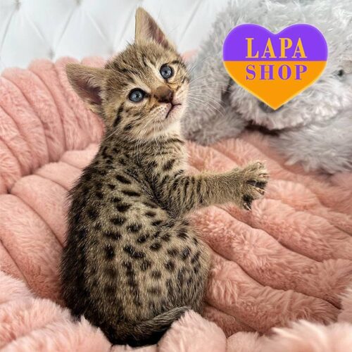 Очаровательная кошечка породы саванна F2 в роскошной пятнистой шубке Nala