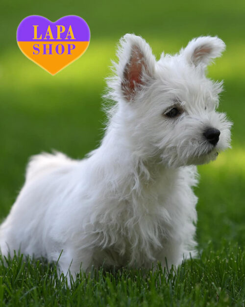 біла вест хайленд вайт тер'єр