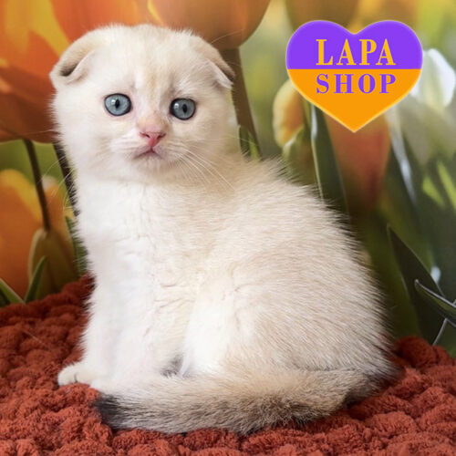 Шотландский вислоухий котик – идеальный домашний любимец