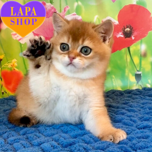 Милая шотландская красавица – идеальная домашняя любимица