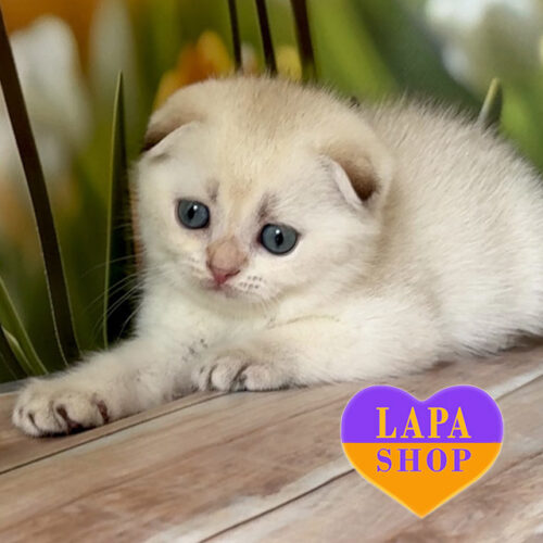 Плюшевый шотландский вислоухий малыш – идеальный любимец