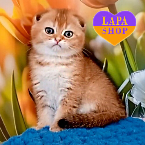 Вислоухая шотландская красавица ждет свою семью