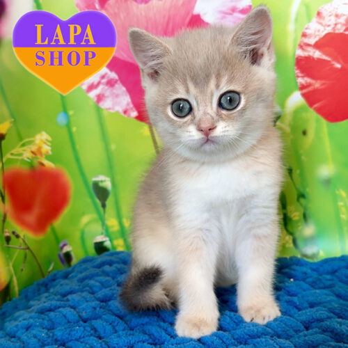 Милый шотландский котик ждет своей семьи