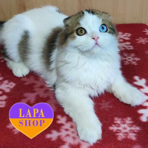 Luxurious Highland Fold Cat With Incredible Multi-colored Eyes