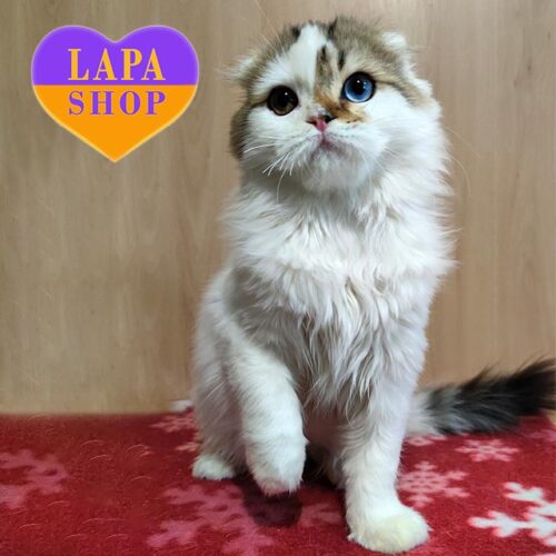 Ефектний висловухий шотландський котик в розкішній шубці та з чарівними різнокольоровими оченятами