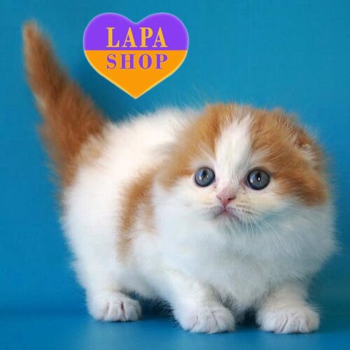 Quentin — шотландский длинношерстный красавчик в роскошной бело-рыжей шубке