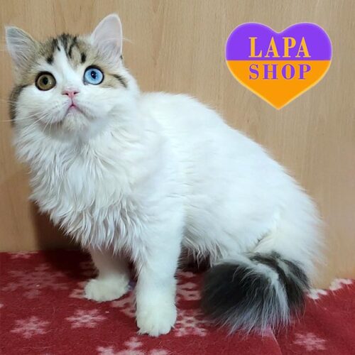 Scottish Longhaire Beauty With Spectacular Multi-colored Eyes and Good Breed Data