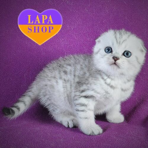 Casper — висловухий шотландський красунчик в розкішній сріблясто-плямистій шубці