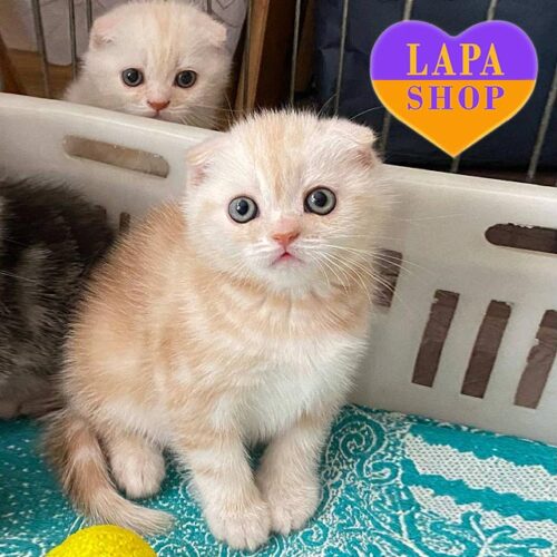 Ласковый вислоухий шотландский котенок Маркус