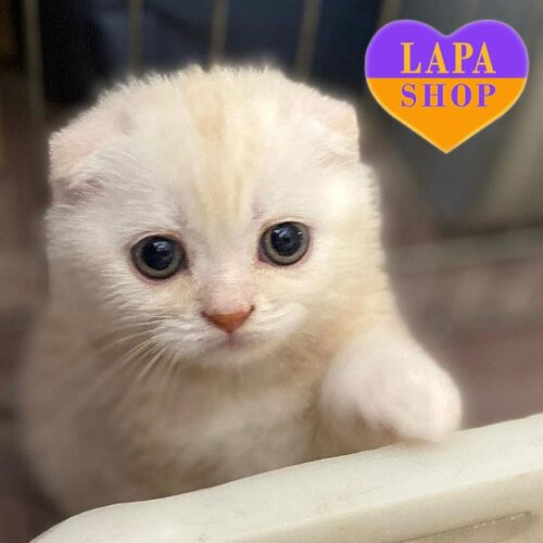 Марс – плюшевый шотландский вислоухий красавчик нежного окраса