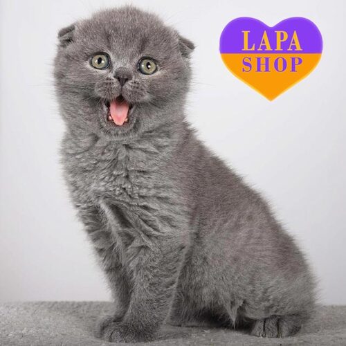 Milla — вислоухая шотландская красавица в голубой шубке