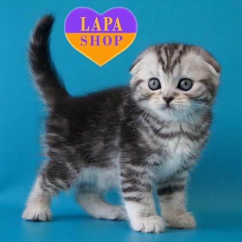 Pelageya — мила висловуха шотландська кішечка із вишуканим забарвленням