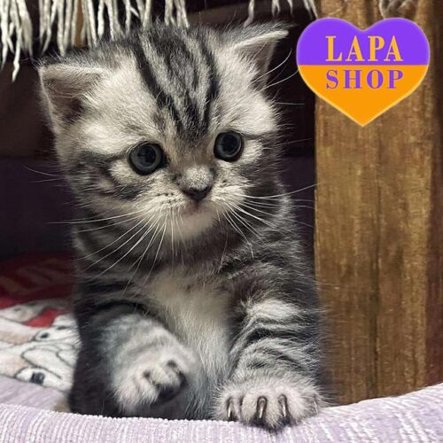 Маркиза — игривая и активная шотландская красавица