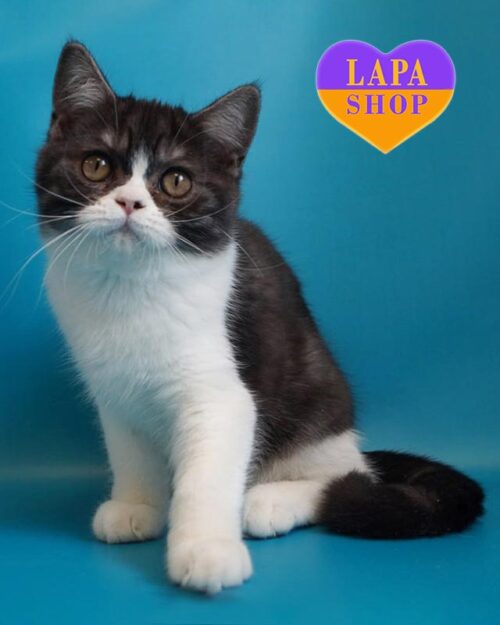 димно-білий шотландець