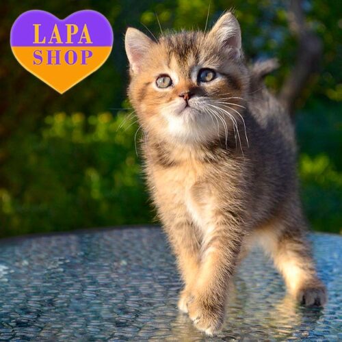 Sem — очаровательный шотландский котенок в элегантной шубке