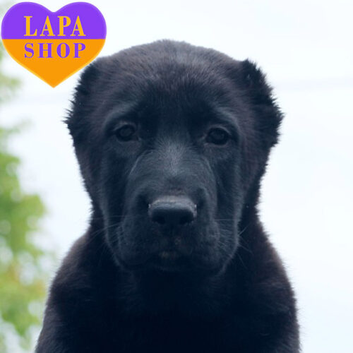 Шедоу — елегантна леді породи середньоазійська вівчарка чорно-білого забарвлення