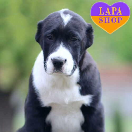 Шакира – черно-белая девочка породы среднеазиатская овчарка (алабай)