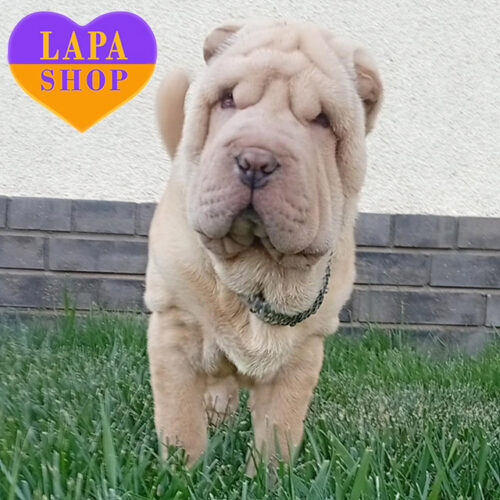 Кремовый мальчик породы шарпей ждет свою семью