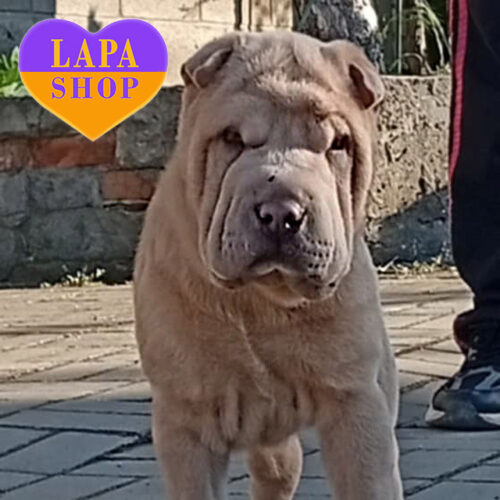 Величественный красавец породы шарпей редкой окраски