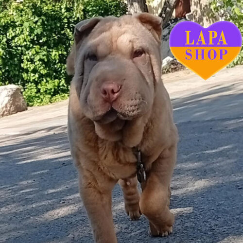 Милая красавица породы шарпей ждет свою семью