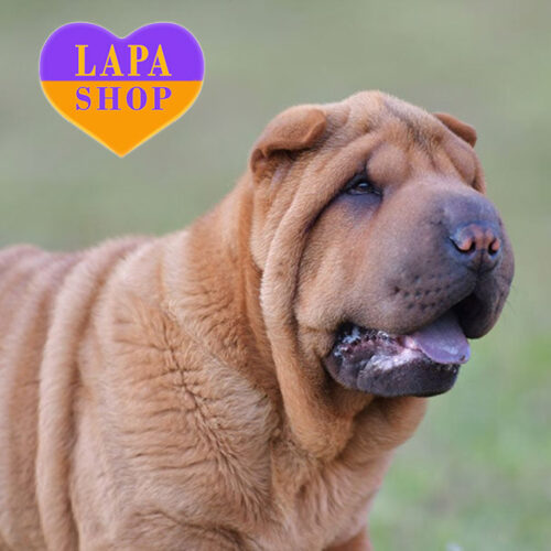 Очаровательная девочка породы шарпей рыжего окраса