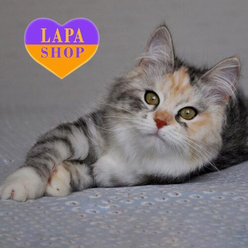 Eva — сибирская красавица с роскошным серебристо-пятнистым окрасом