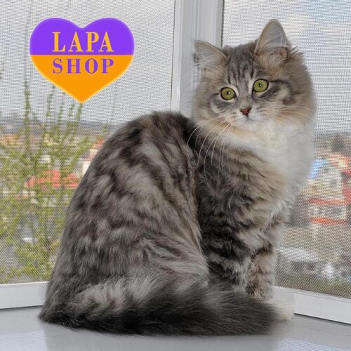 Holli – очаровательная сибирская красавица в роскошной шубке