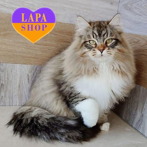 Сибирский котик в роскошной пушистой шубке Jasha