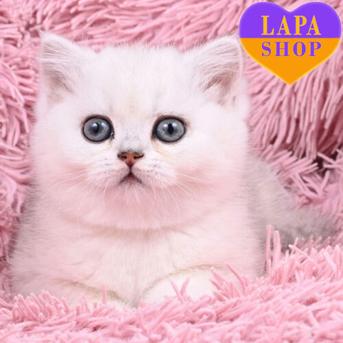 Simona — британская леди с очаровательным серебристым окрасом