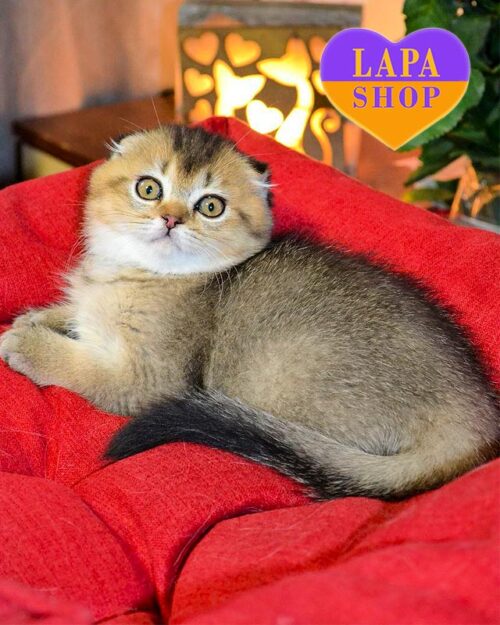 висловуха кішечка