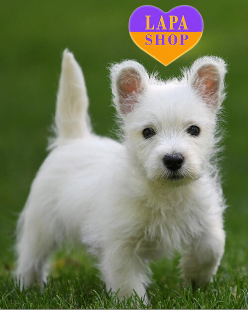 білий вест хайленд вайт тер'єр