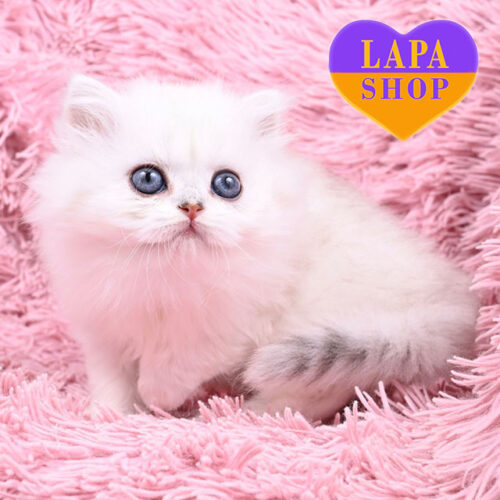 Susanna — британська довгошерста красуня в чорно-сріблястій шубці