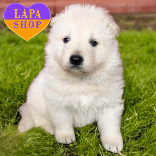 Елегантний красень породи біла швейцарська вівчарка