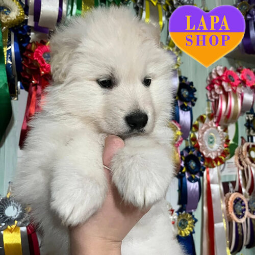 Справжній красень породи біла швейцарська вівчарка