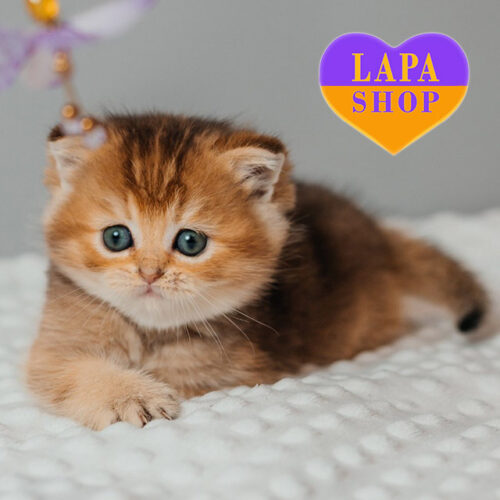 Sylvie - золотистая шотландская прямоухая кошечка