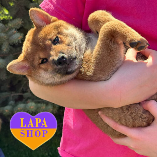 Takara — Active Shiba Inu Girl Is Looking for Her Family