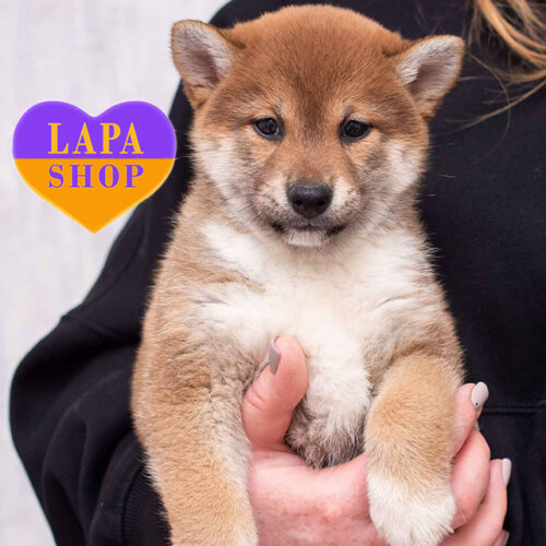 Tamaya — Charming Red Shiba Inu Girl Is Looking for Her Family
