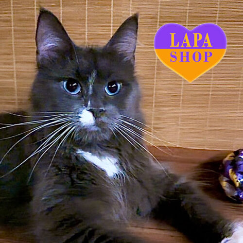 Tara — димна кішечка мейн-кун F2 з блакитними очима