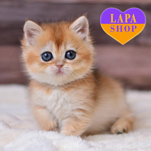 Золотистая британская леди Trisha