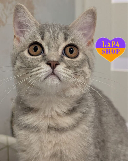 блакитний плоямистий скотіш-страйт