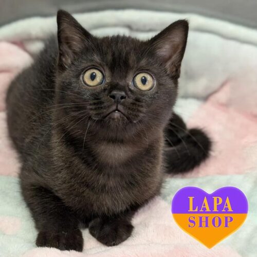 Usher — элегантный шотландский котенок в черной шубке