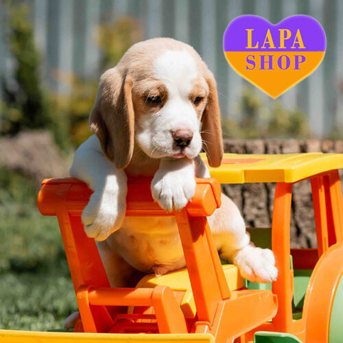 Valentino — Elegant Beagle Boy