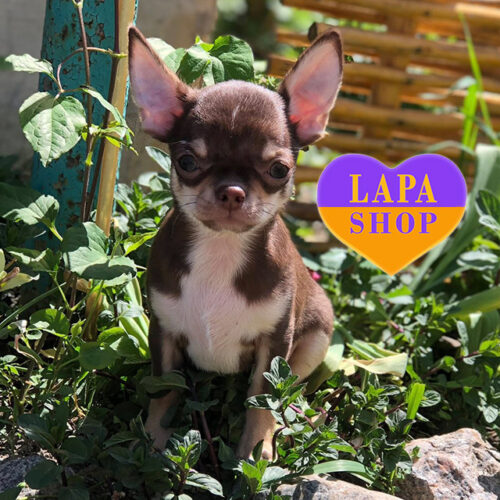 Valerik  — шоколадний довгошерстий красень породи чихуахуа