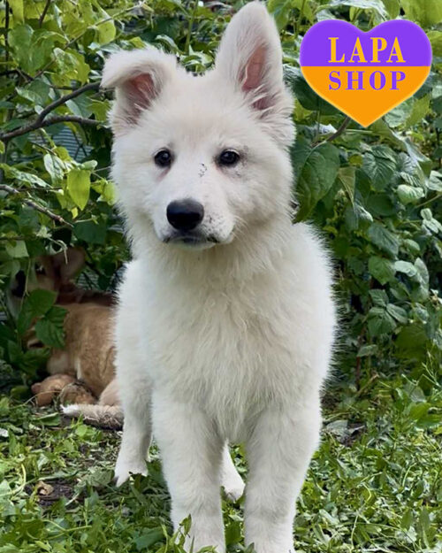 біла швейцарська вівчарка