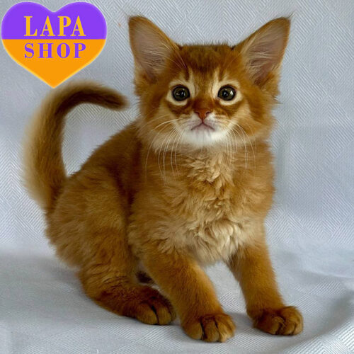 Wilson – красавчик породы сомали яркого окраса соррель