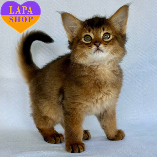 Милый котенок породы сомали Wolf